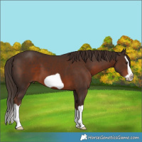 Horse Color:Liver Chestnut Splash Frame