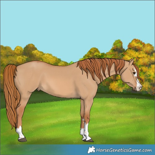 Horse Color:Red Dun
