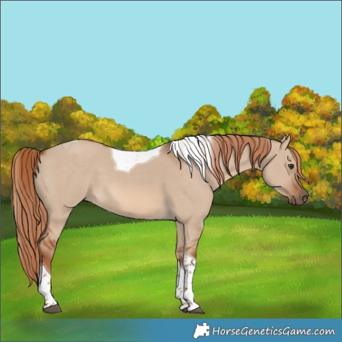 Horse Color:Red Dun Tobiano