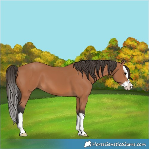 Horse Color:Bay Splash