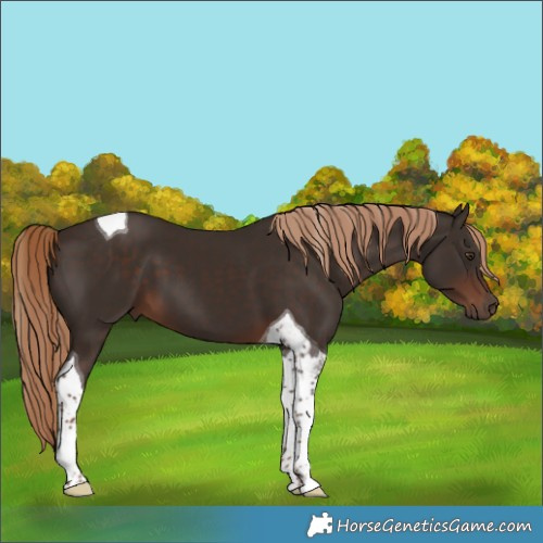 Horse Color:Liver Chestnut Tobiano 