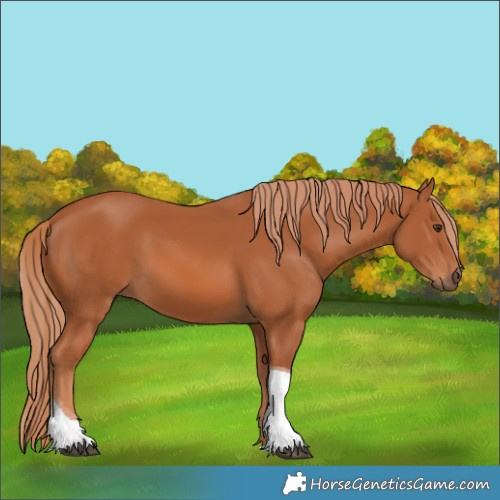 Horse Color:Chestnut Tobiano