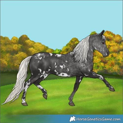 Horse Color:White Spotted Liver Chestnut Mushroom 