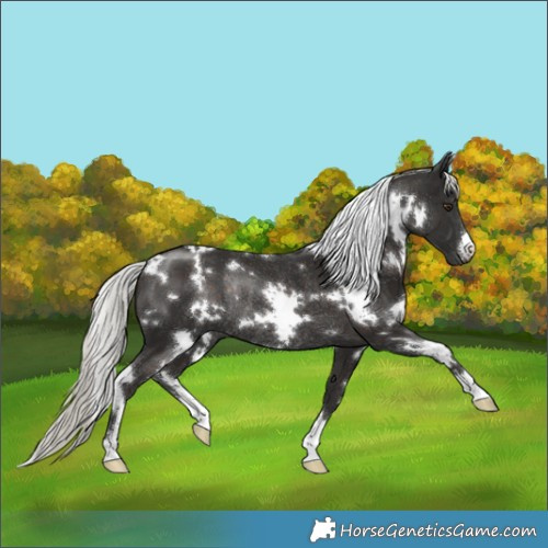 Horse Color:White Spotted Liver Chestnut Mushroom Rabicano 