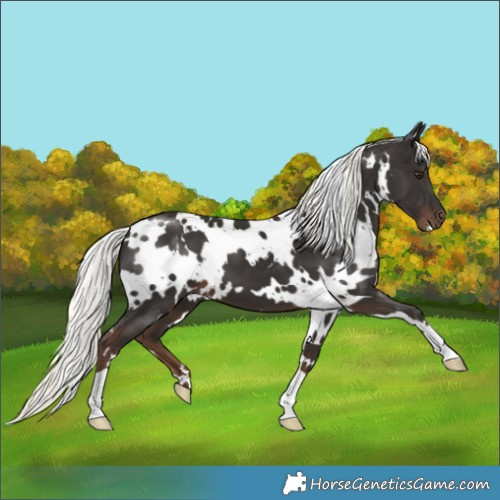Horse Color:White Spotted Liver Chestnut Mushroom 