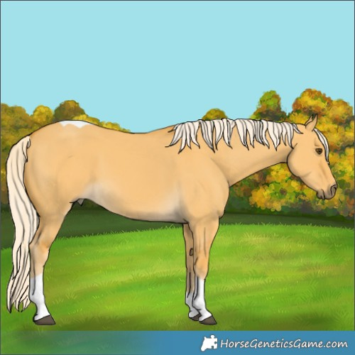 Horse Color:Palomino Dun Tobiano