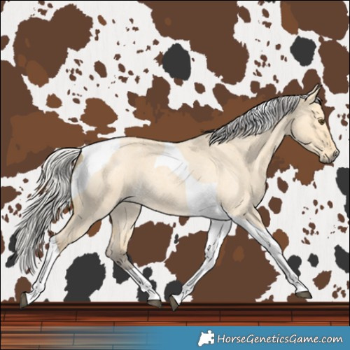 Horse Color:Silver Buckskin Roan Dun Tobiano