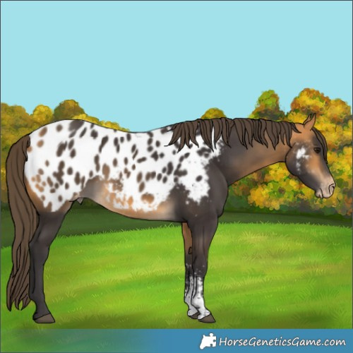 Horse Color:Buckskin Sabino Near Leopard Rabicano