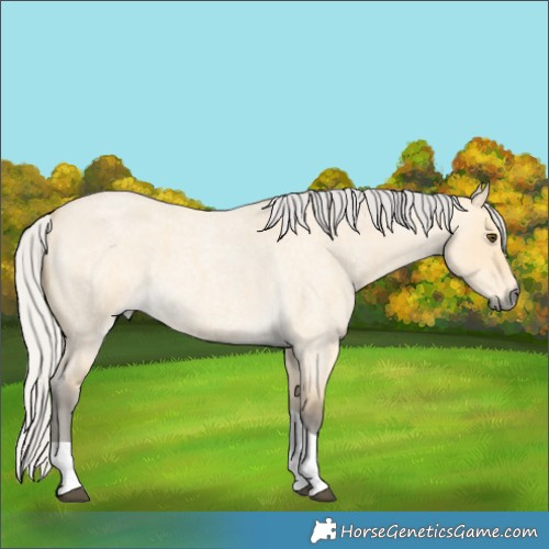 Horse Color:Silver Buckskin Roan Dun Tobiano