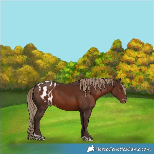 Horse Color:Liver Chestnut Tobiano Skewed LP Spotted 