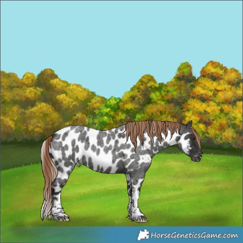 Horse Color:Liver Red Roan Tobiano Skewed LP Spotted 