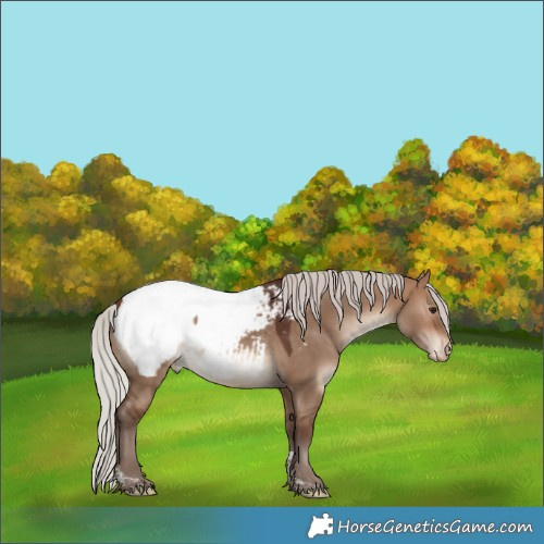 Horse Color:Silver Brown Dun Tobiano Snowcap