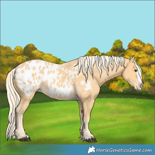 Horse Color:Palomino Splash Blanket 