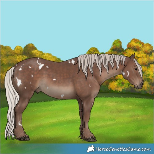 Horse Color:White Spotted Silver Black Rabicano 