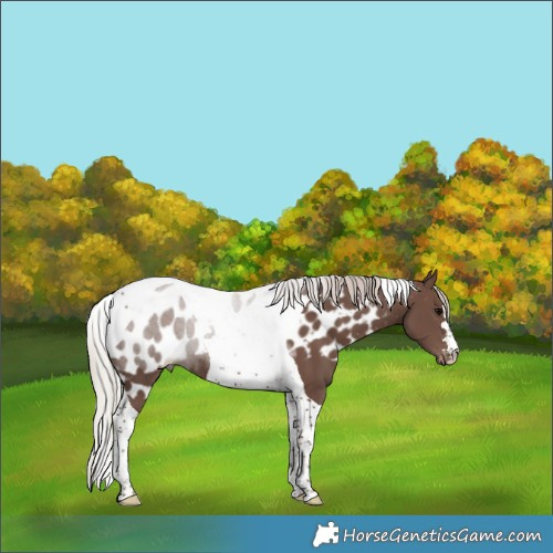 Horse Color:Silver Black Tobiano Skewed LP Spotted 