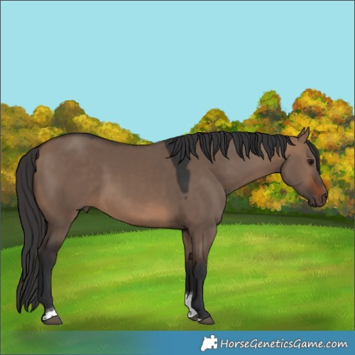 Horse Color:Brown Dun Tobiano 