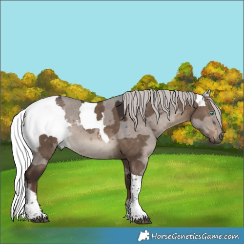 Horse Color:Silver Brown Dun Merle Tobiano 
