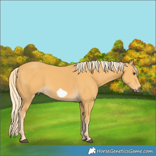 Horse Color:Palomino Frame 