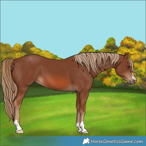 Horse Color:Chestnut 
