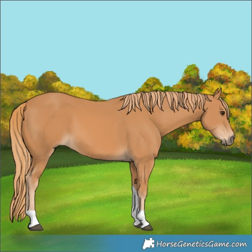 Horse Color:Chestnut Tobiano