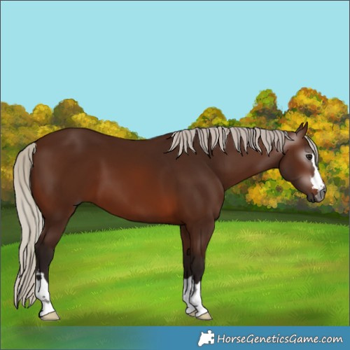 Horse Color:Gray Silver Bay 