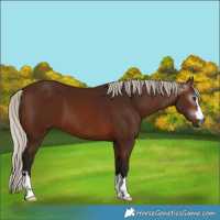 Horse Color:Gray Silver Bay