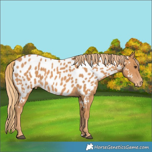 Horse Color:Chestnut Near Leopard