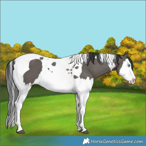 Horse Color:Grullo Splash Tobiano 