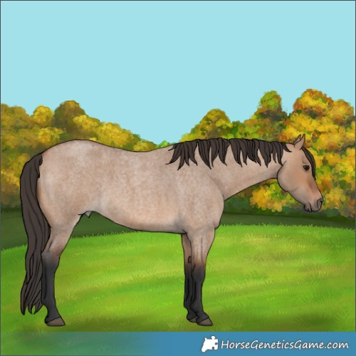 Horse Color:Bay Roan Dun 