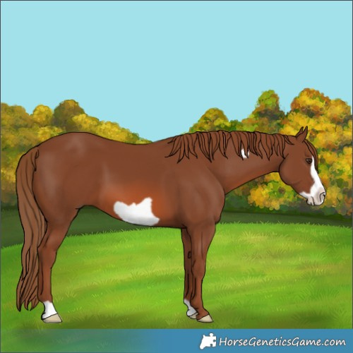 Horse Color:Chestnut Frame