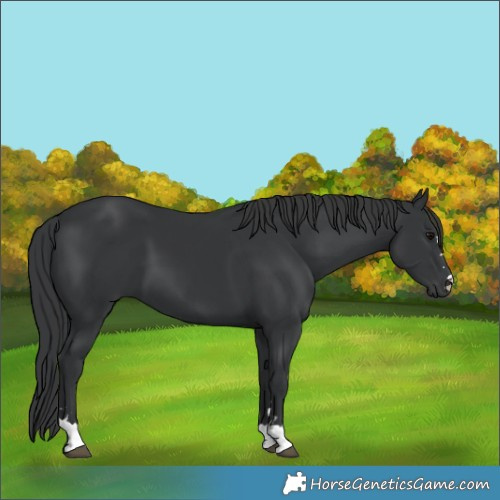 Horse Color:Black 