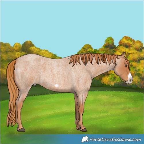 Horse Color:Red Roan Frame 