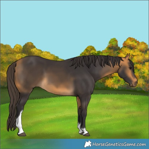 Horse Color:Buckskin Tobiano 