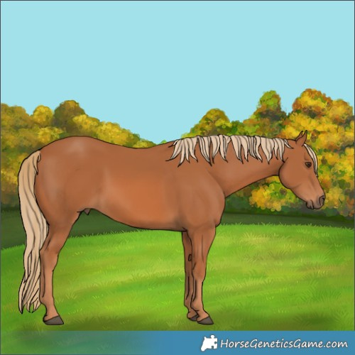 Horse Color:Chestnut 