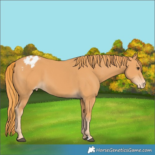 Horse Color:Chestnut Blanket
