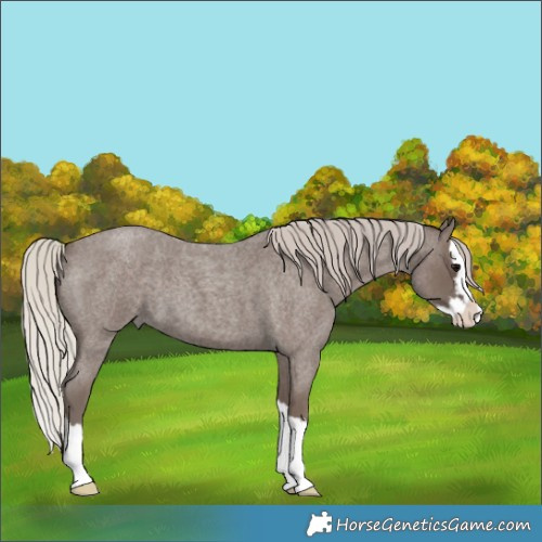 Horse Color:Silver Blue Roan Splash 