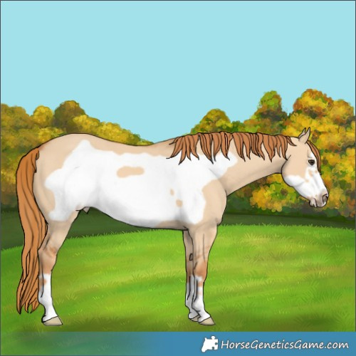 Horse Color:Red Dun Frame