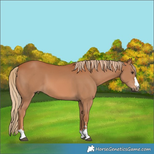 Horse Color:Chestnut 