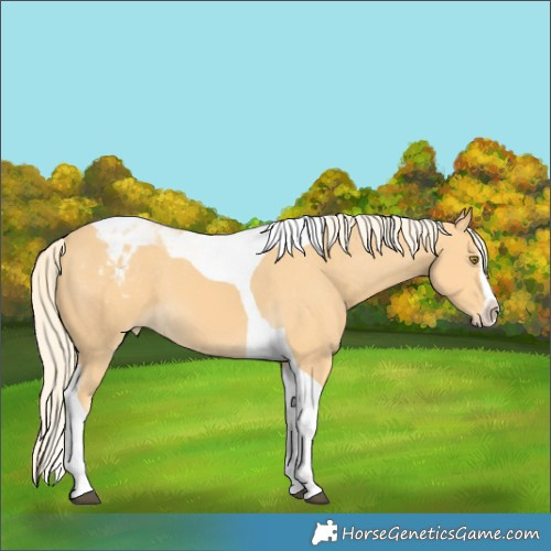 Horse Color:Palomino Splash Tobiano Varnish 