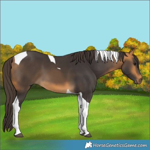 Horse Color:Buckskin Tobiano 