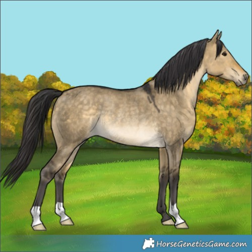 Horse Color:Unknown 