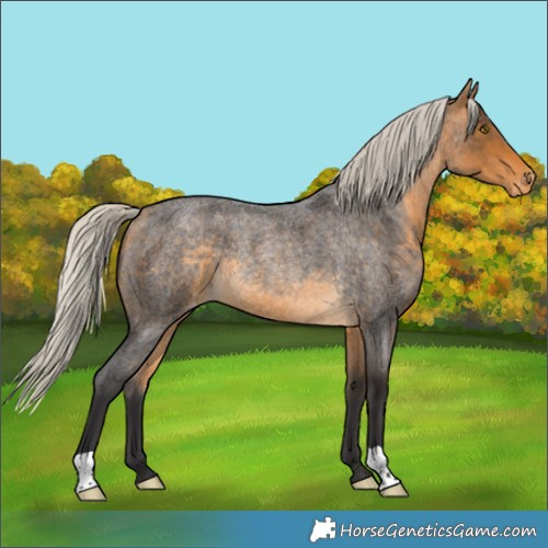 Horse Color:Unknown 