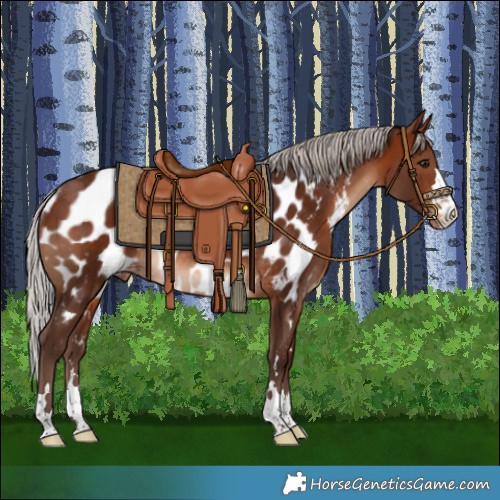 Horse Color:Silver Brown Near Leopard Rabicano 