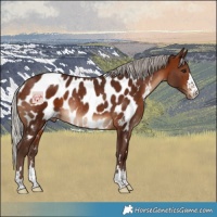 Horse Color:Silver Brown Near Leopard Rabicano 