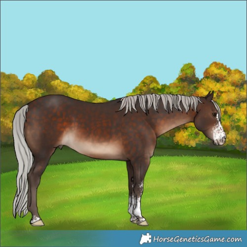 Horse Color:Silver Brown Sabino 