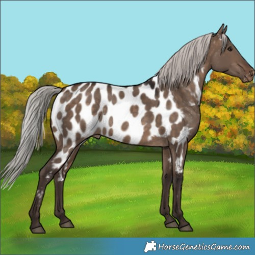 Horse Color:Silver Brown Dun Near Leopard Rabicano