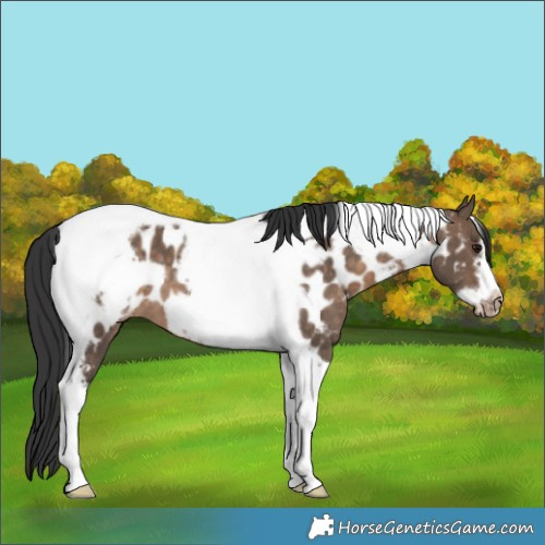 Horse Color:Brown Dun Tobiano Frame Near Leopard