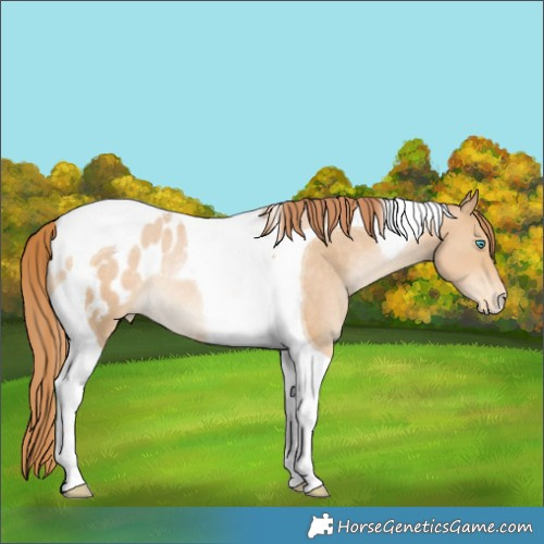 Horse Color:Buckskin Pearl Tobiano Blanket Rabicano 