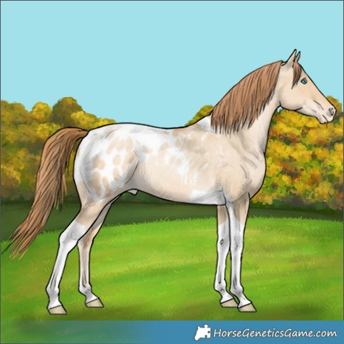 Horse Color:Buckskin Pearl Dun Tobiano Appaloosa Rabicano