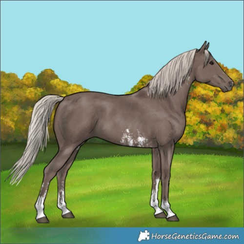 Horse Color:Unknown 